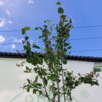 Muchovník kanadský (Amelanchier canadensis) ´LAMARCKII´ - výška 240-280 cm, obvod kmeňa 6/8 cm, kont. C25L - NA KMIENKU